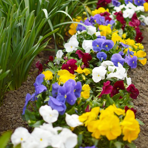 Flowerbed With Matrix® Pansies | Calloway's Nursery