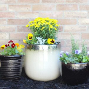 pansies in containers