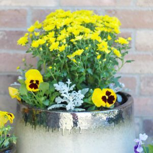 garden mums with pansy