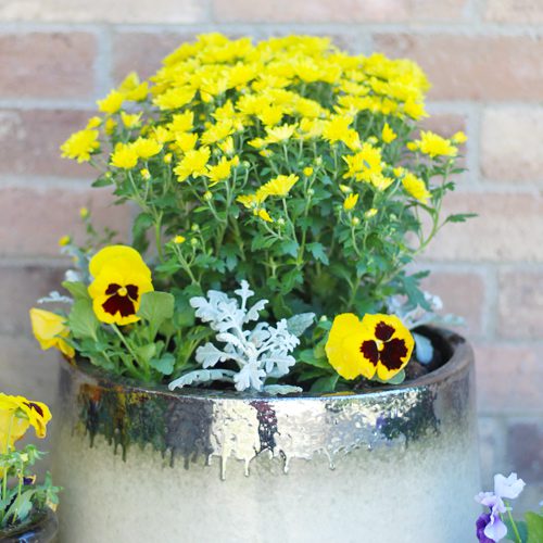 Garden Mums With Matrix® Pansy | Calloway's Nursery