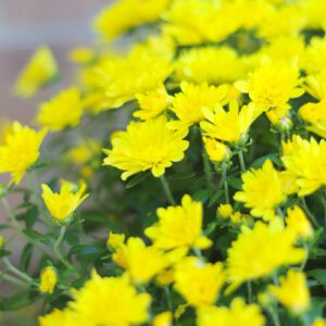 garden mums