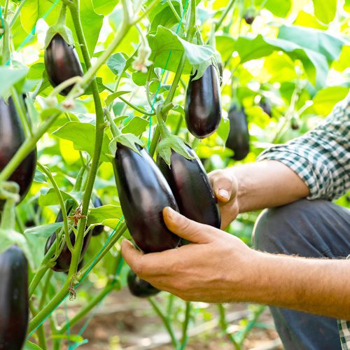 eggplant