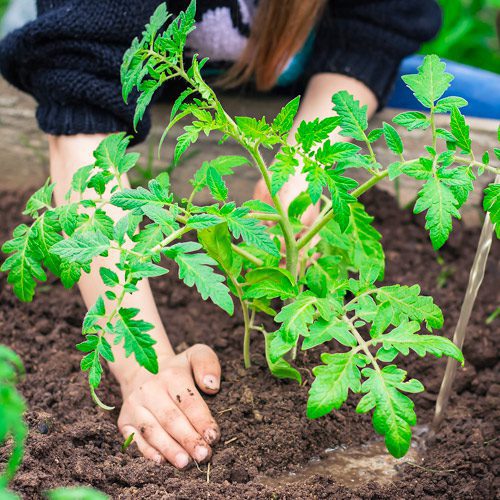 planting tomatoes