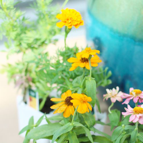 Coneflowers Plant for Pollinator Friendly Container Gardens | Calloway's Nursery