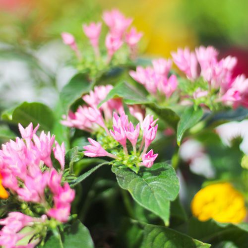 Pentas Plant for Pollinator Friendly Container Gardens | Calloway's Nursery