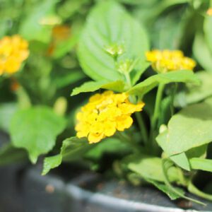 lantana