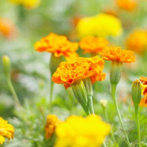 marigolds