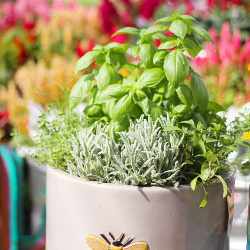 Fresh Herbs Plant for Pollinator Friendly Container Garden | Calloway's Nursery
