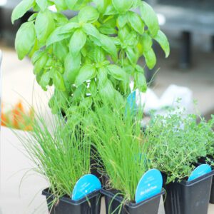 blue label organic herbs