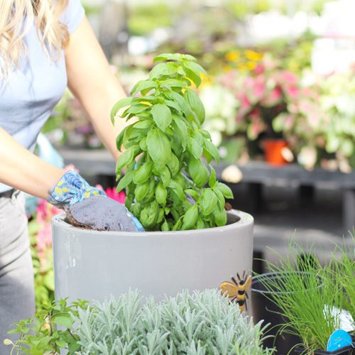 Sweet Basil Plant for Pollinator Friendly Container Garden | Calloway's Nursery