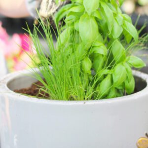 chives