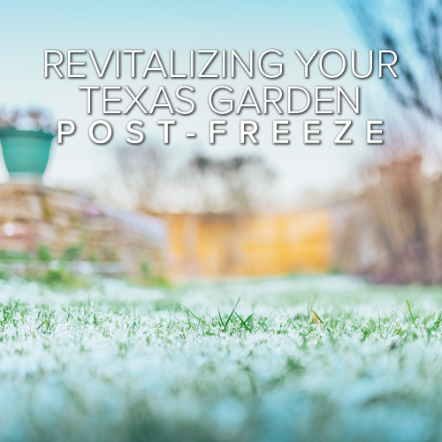 Best Practices in Rehabilitating Your Texas Garden After a Freeze