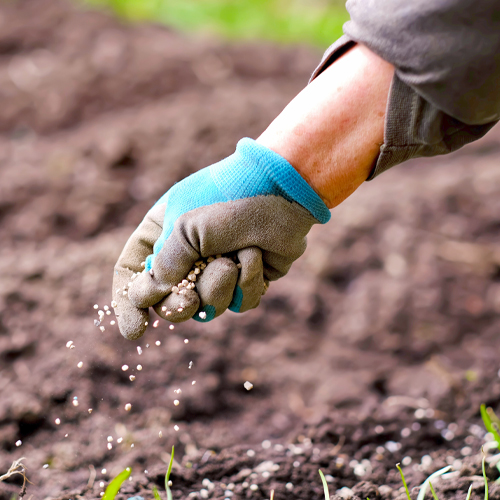 Best time to apply fertilizer post-freeze