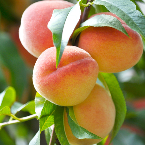 peach tree