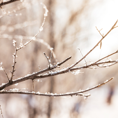 Assessing Frost Damage