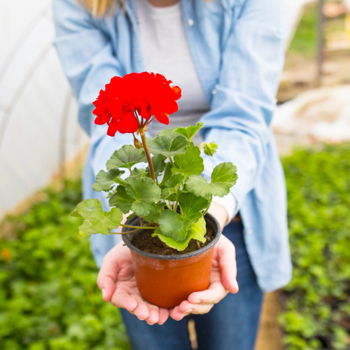 geraniums