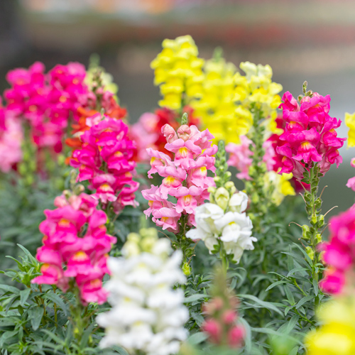 snapdragons