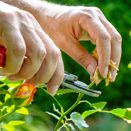 deadheading