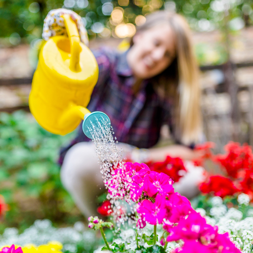 watering plants