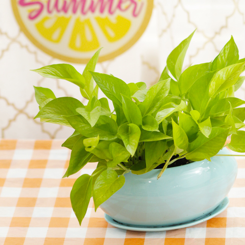 neon pothos