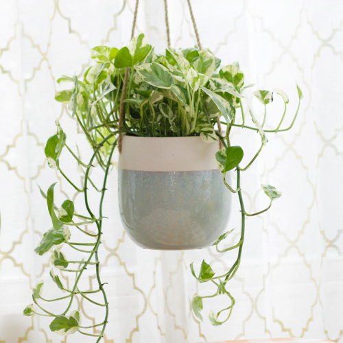 pothos varieties