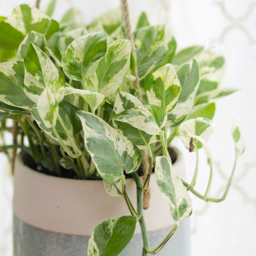 types of pothos plants