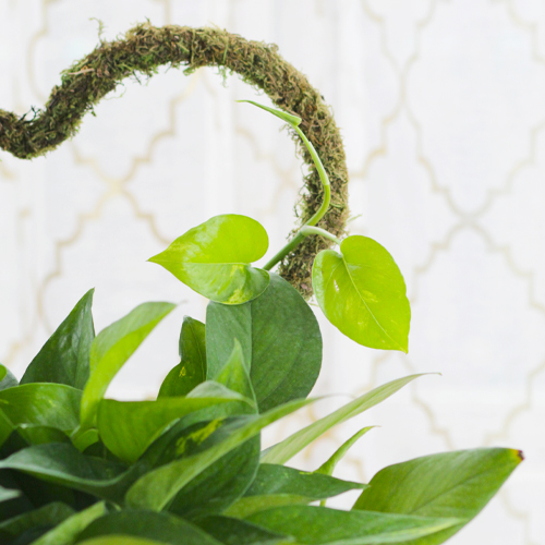 growing pothos