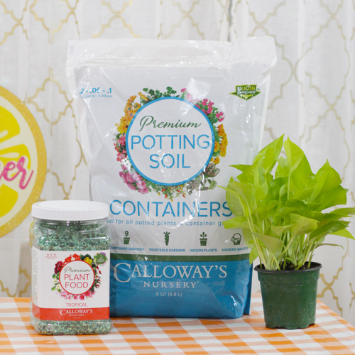 potting soil and plant food