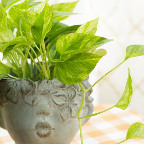 neon pothos variegated