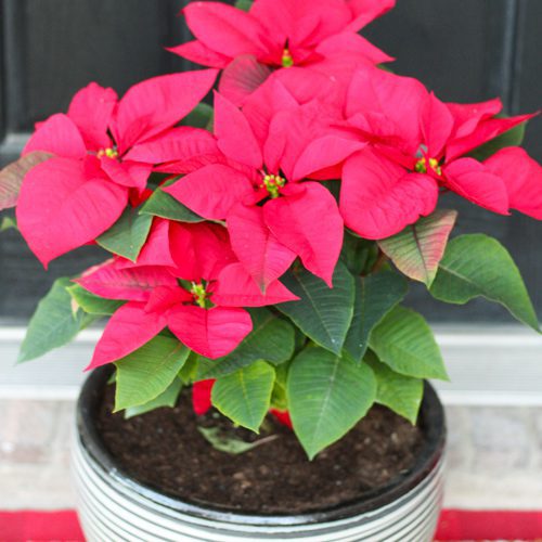 plant poinsettias in potting soil