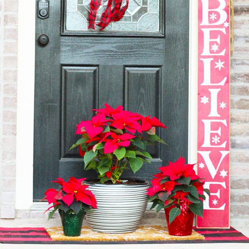 christmas display with poinsettias