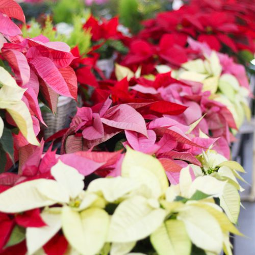 poinsettia mix