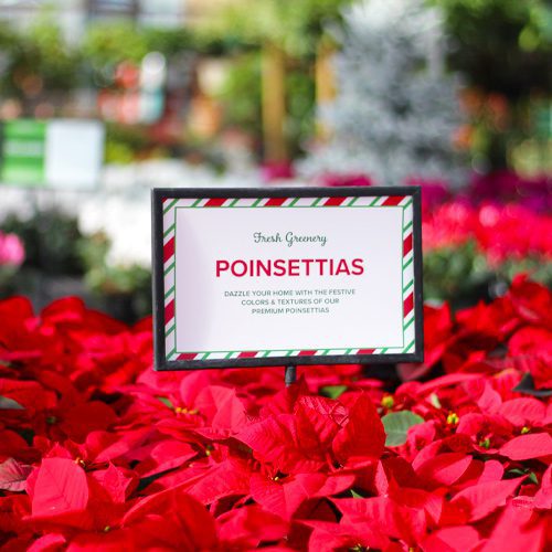 poinsettias