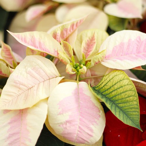 marble poinsettia