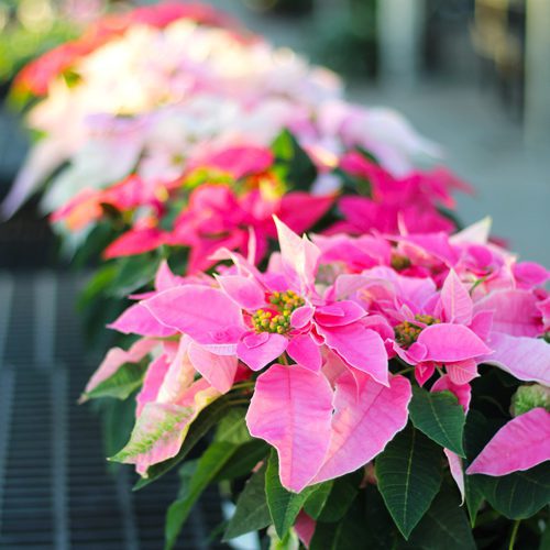 princettia poinsettias