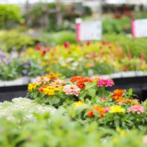 summer flowers
