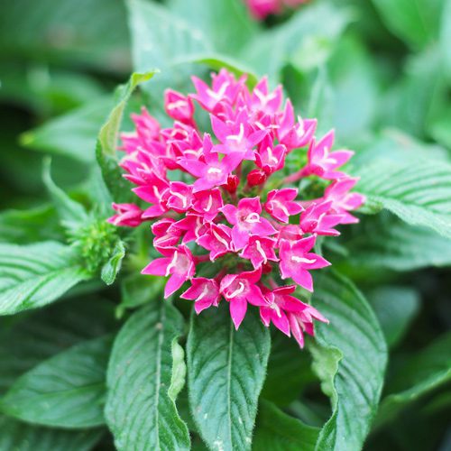 Pentas Flower Plant | Calloway’s Nursery