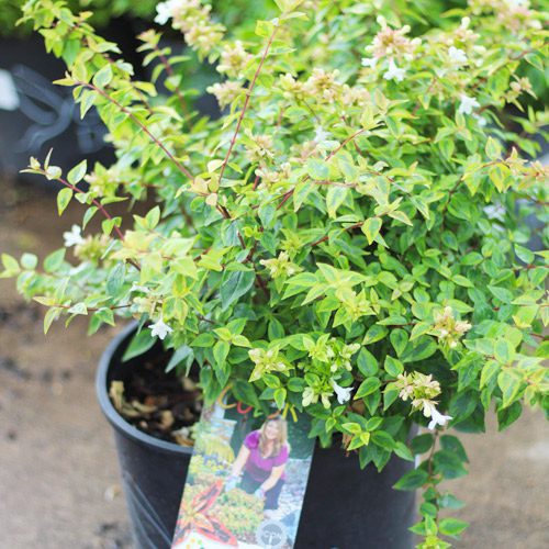Kaleidoscope Abelia Flower Plant | Calloway’s Nursery