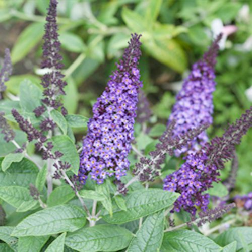 Pugster Blue® Butterfly Shrubs | Calloway’s Nursery