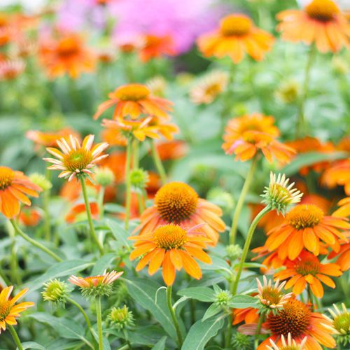 Perennials Flower Plant | Calloway’s Nursery