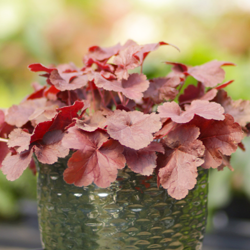 heuchera