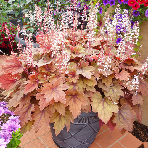 potted perennial plant