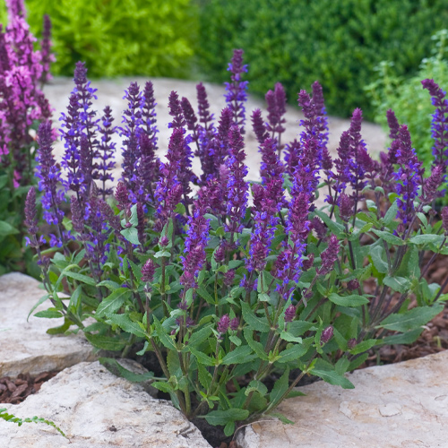 perennial salvia in flowerbed