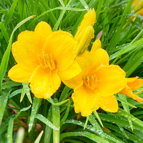 daylily