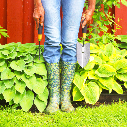 perennial plants in texas