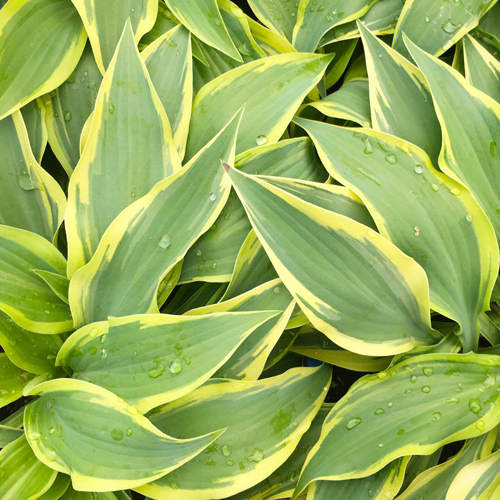 wolverine hosta