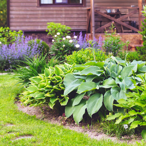 hosta perennials