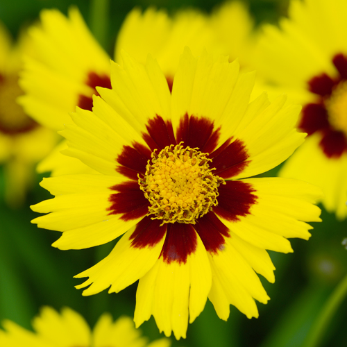 tickseed