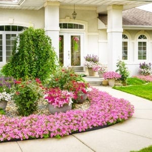 supertunia in landscape