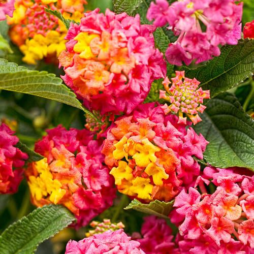 lantana